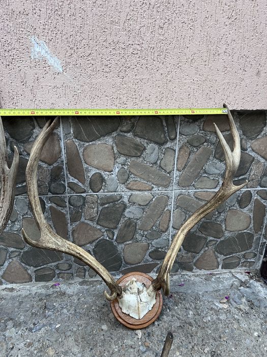 Vand trofeu de cerb!