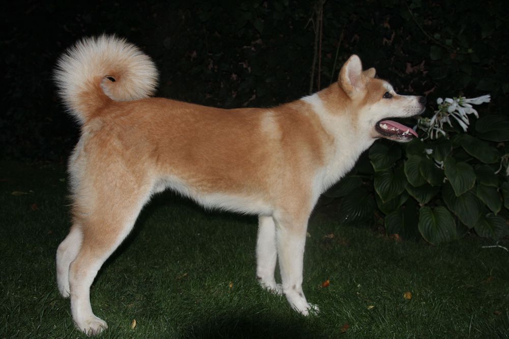 Pui de Akita inu