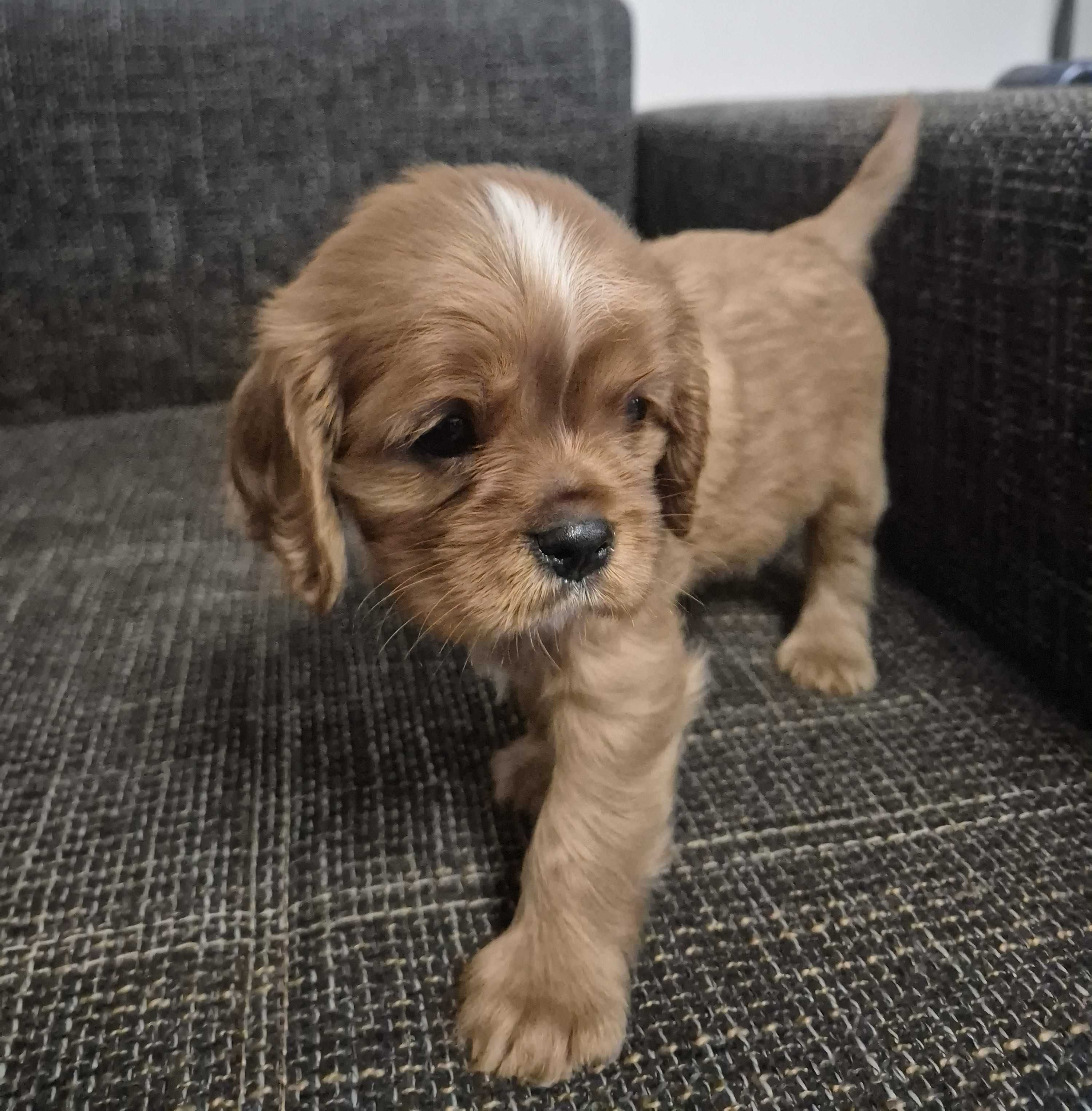 Pui de Exceptie Cavalier King Charles Spaniel Ruby - Parinti Campioni