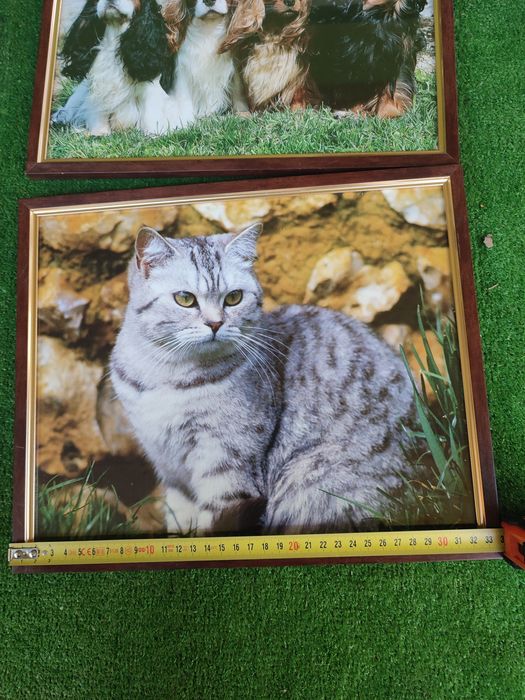 Tablouri animale pisica ,catei