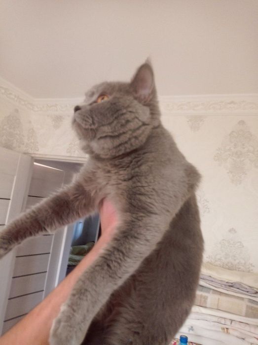 Skottish Strayt Sirre Sotiladi