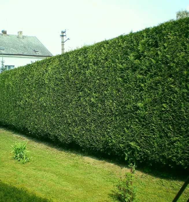 leylandii   40cm