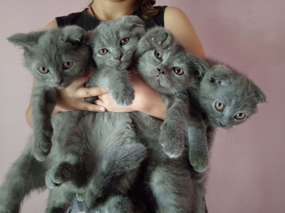Продам котят скоттиш фолд