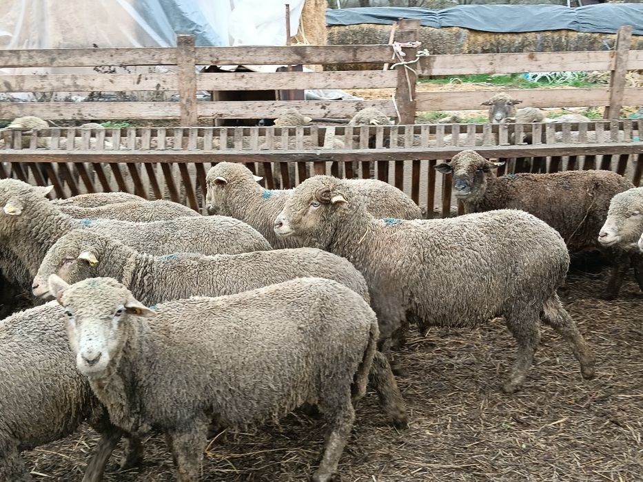 Vând 31 oii de prăsilă