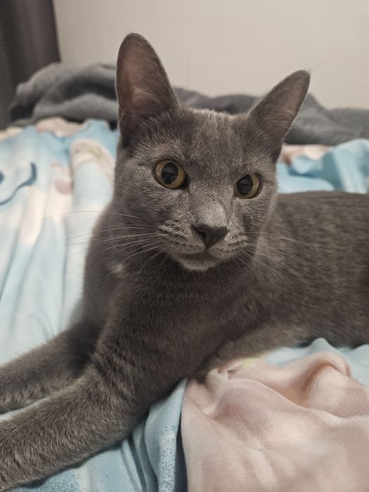 Donez pisica metis Albastru de Rusia