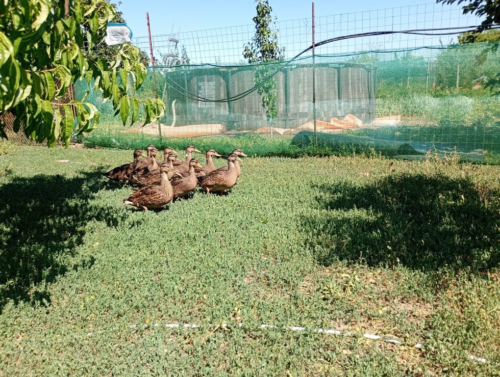 Vand Rațe sălbatice