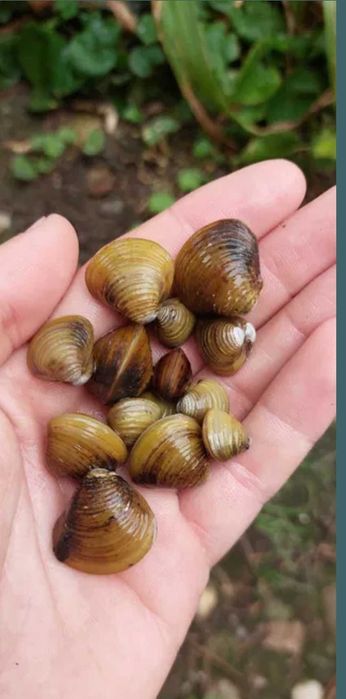 Scoici vii pentru pescuit,iazuri sau acvarii