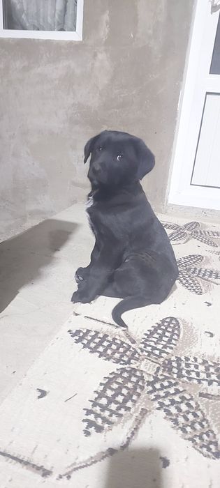 Лабладор+дворняга