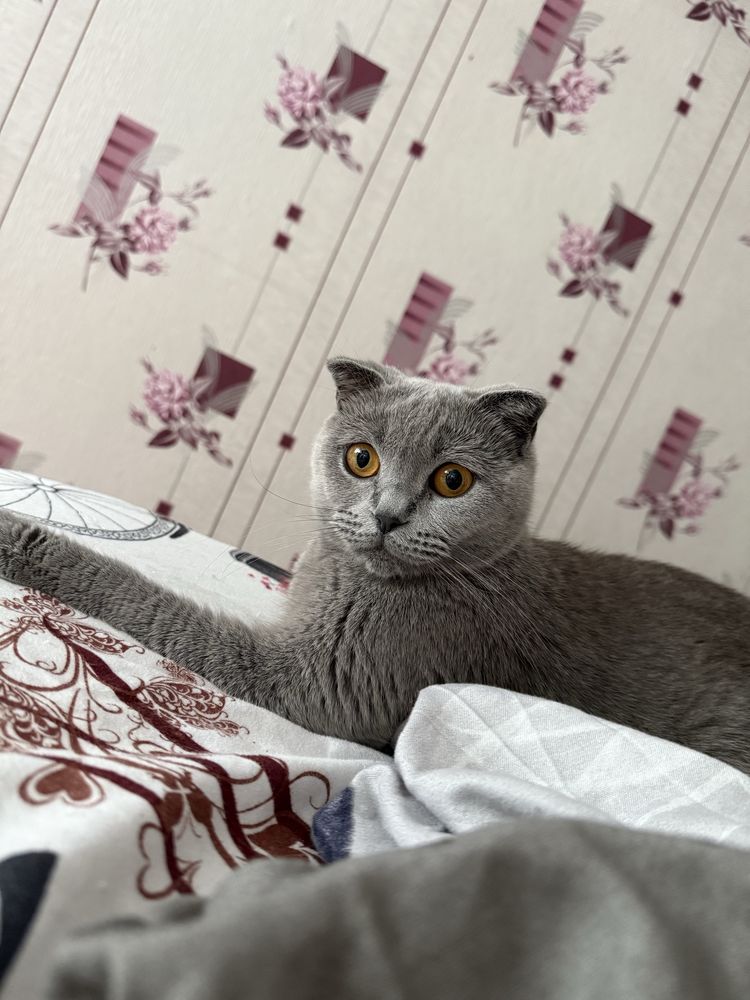 Британско и шотландско коте