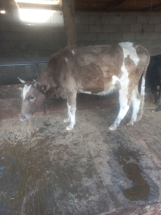 Семіз құнажын сатылады