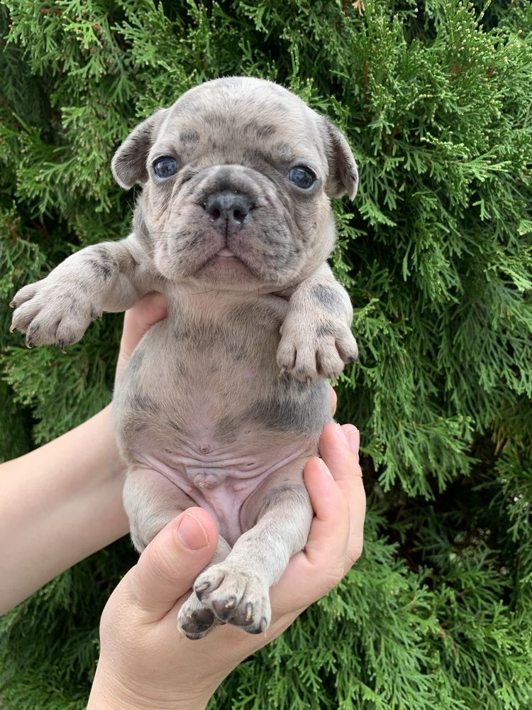 Френски Булдог French Bulldog