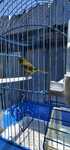 Canari timbrado 2023