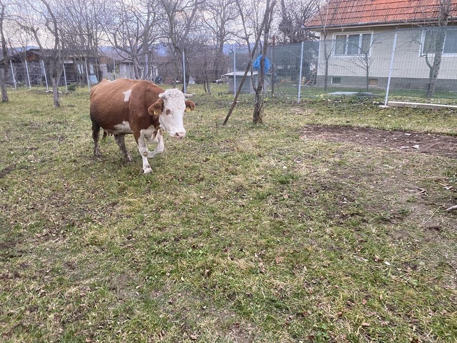 Vând vacă bălțată românască