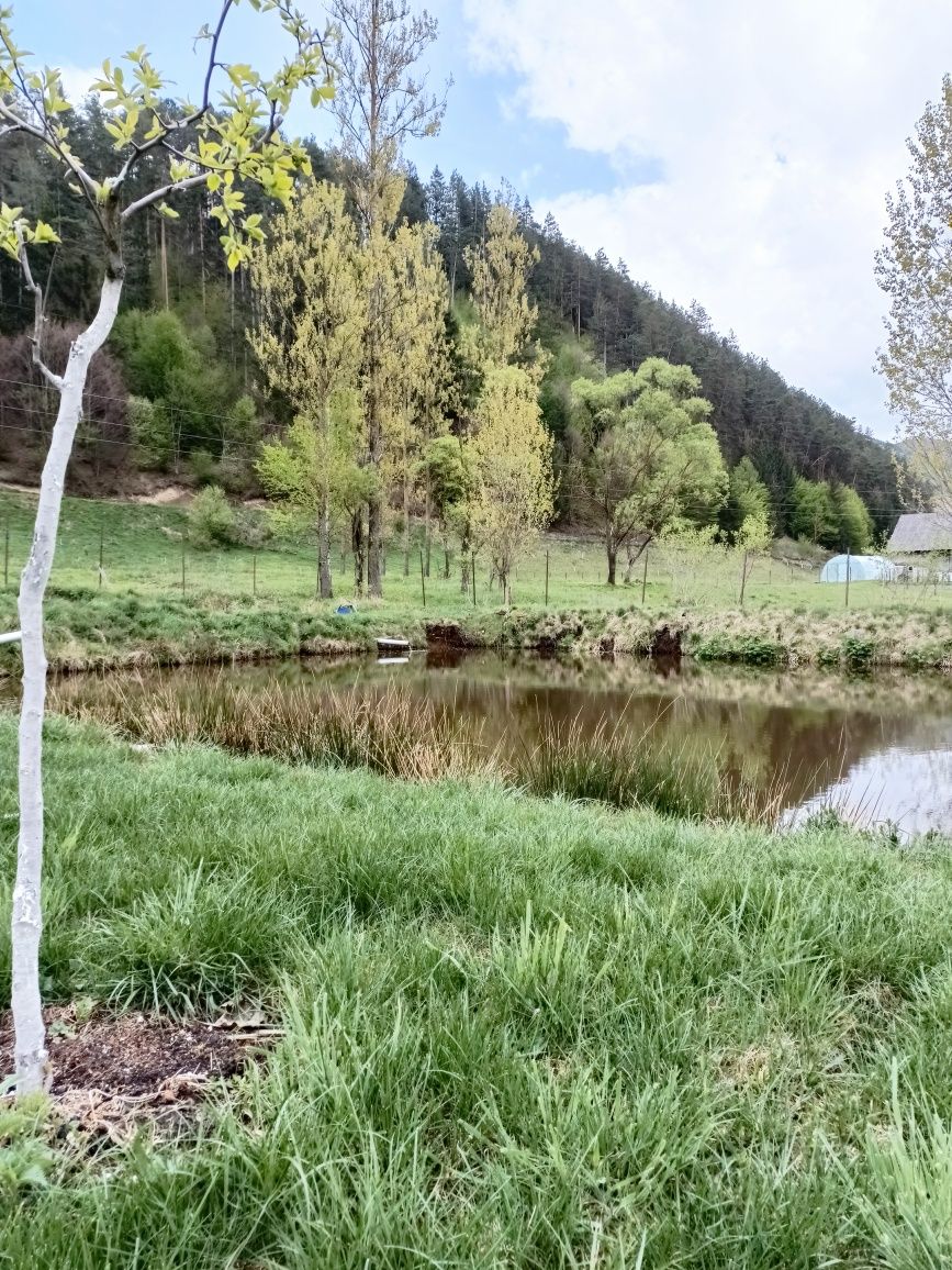 Cabană de închiriat cu ciubăr