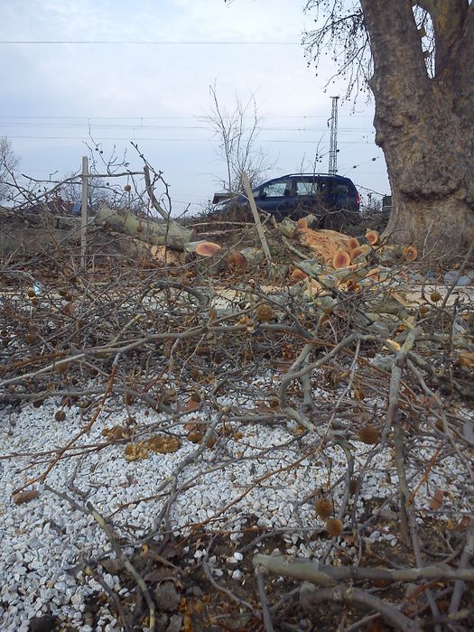 Почистване  и поддръжка на дворове!!!