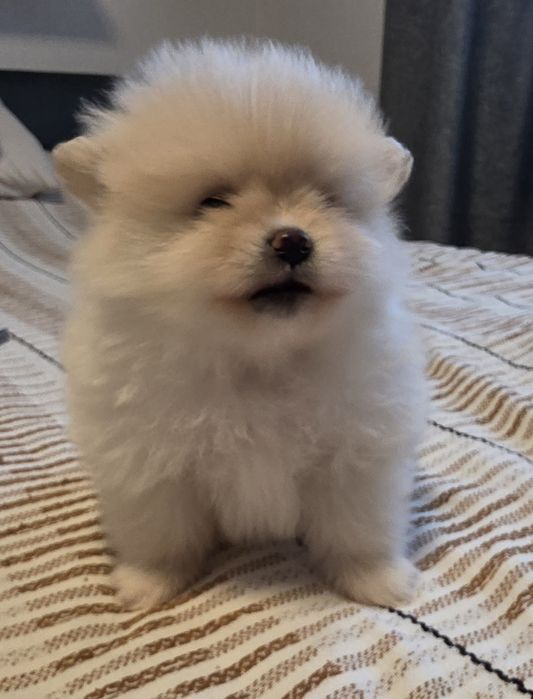 Померан   Момиче