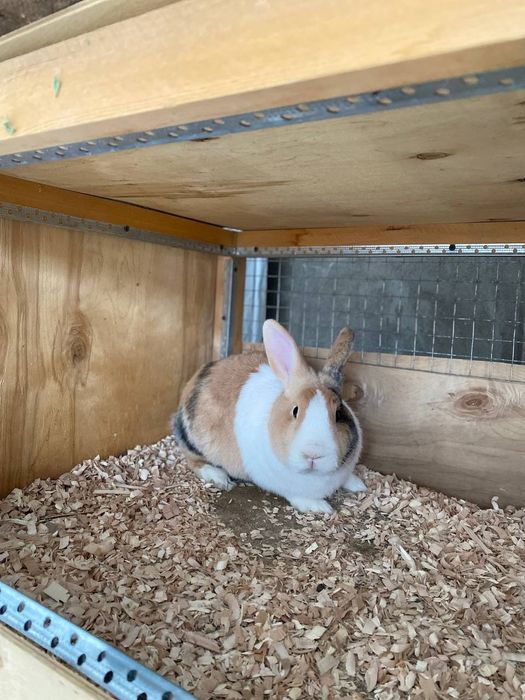 Quyon yapon akras sames paroda