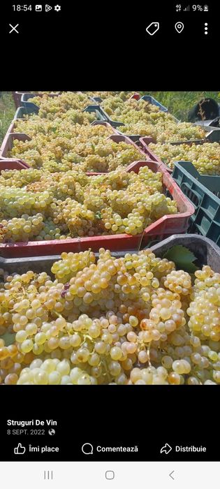 Struguri de vin producția 2025 de vânzare