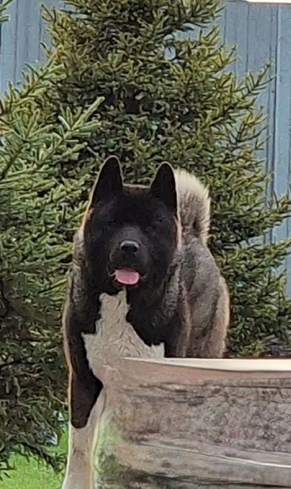 Вязка Американская акита