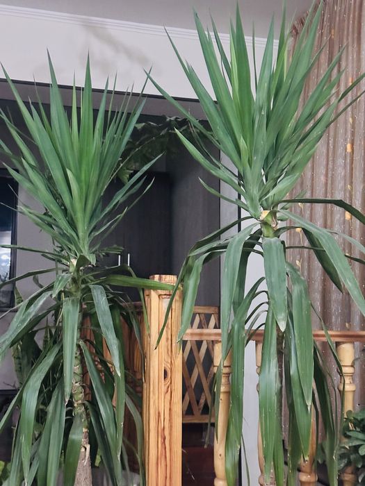 Цветы комнатные юкка хорошом состяний  отлично смотрится