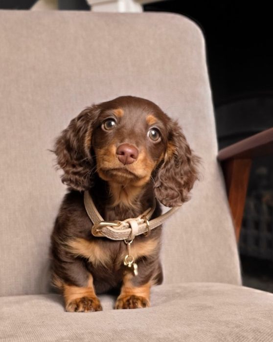 Продам щинка породистого