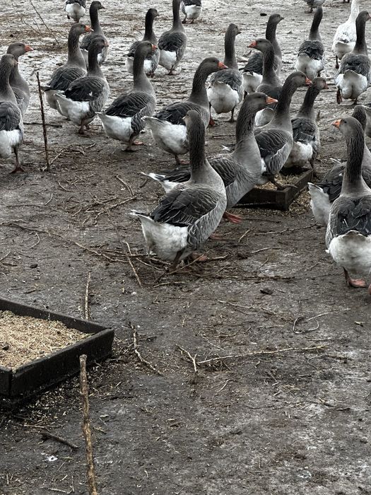 Продам гусей живьем ,либо мясом