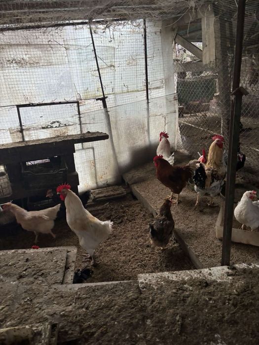 5-6 месечни петли от различни породи