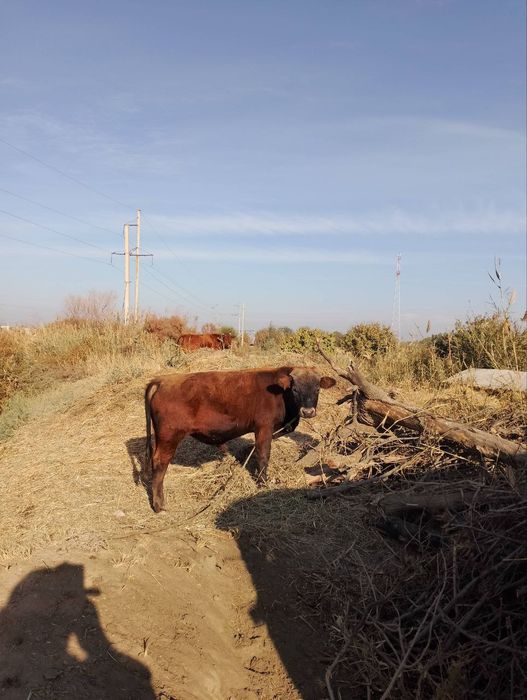 Соглом букачалала сотилади