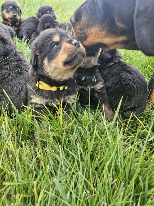 Бебета ротвайлерчета