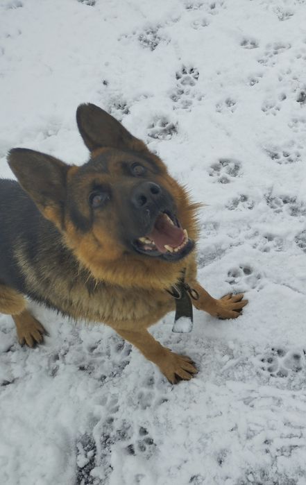 Немецкая овчарка