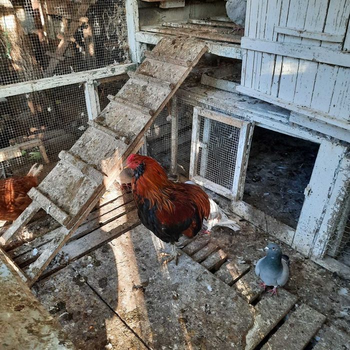 Cocos Araucana, Porumbei