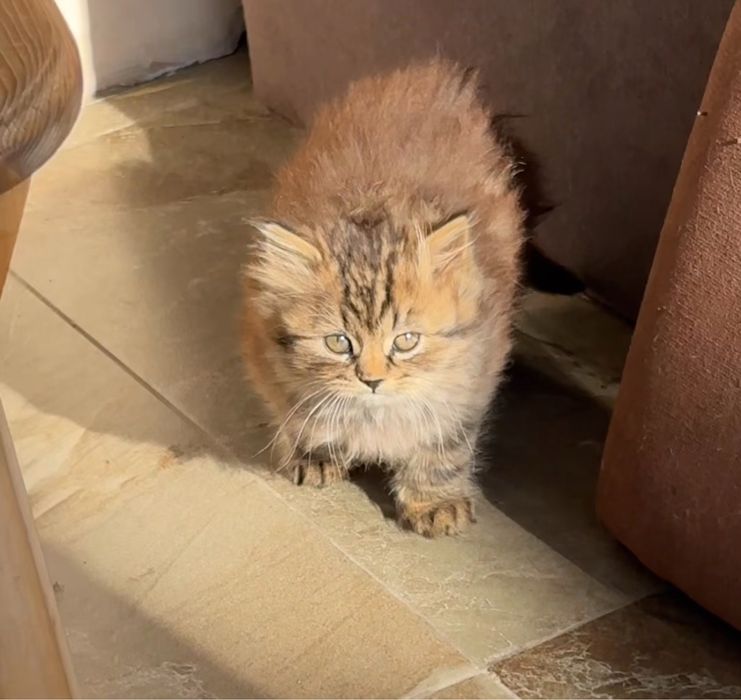 Котята ищут дом!