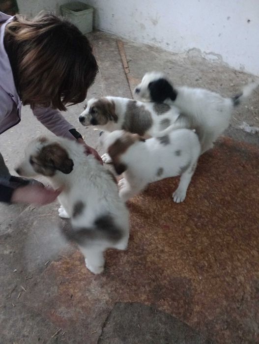 Кученца Алабаи чакат новите си стопани