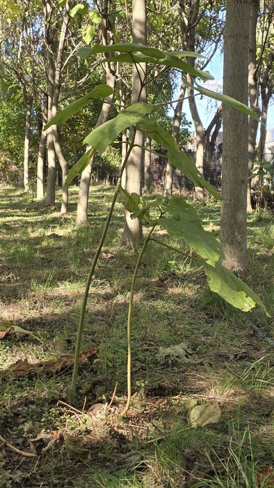 Puieți de pawlonia de vânzare