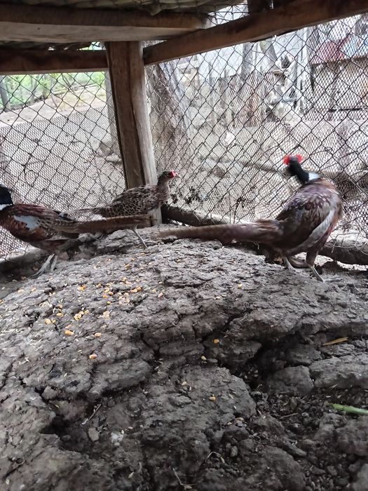 Vând fazani 2025 masculi