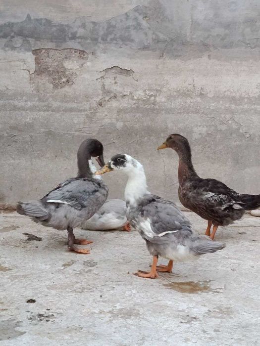 Favorit órdaklar sotiladi 100000 dan