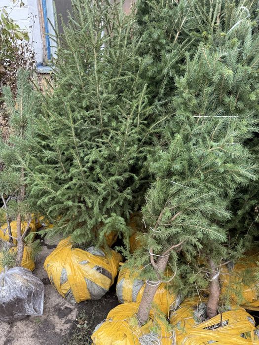 Ель сибирская свежевыкопаная