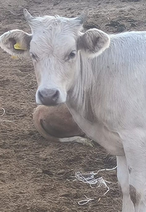 Телята, 1.5 - 2 года