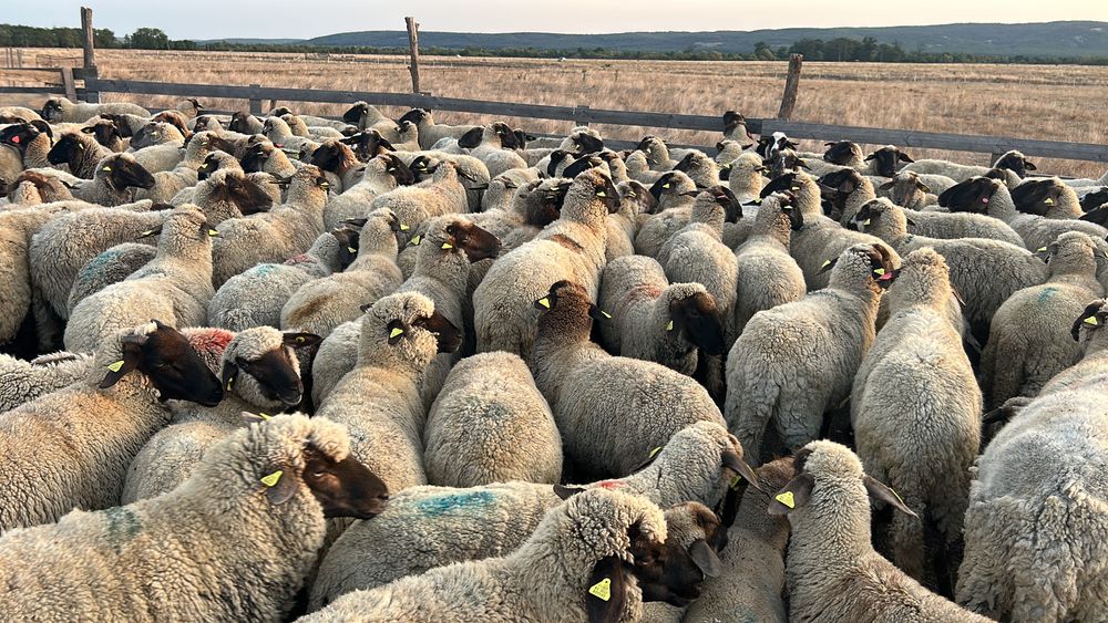 Vând oi țigăi pentru reproductie