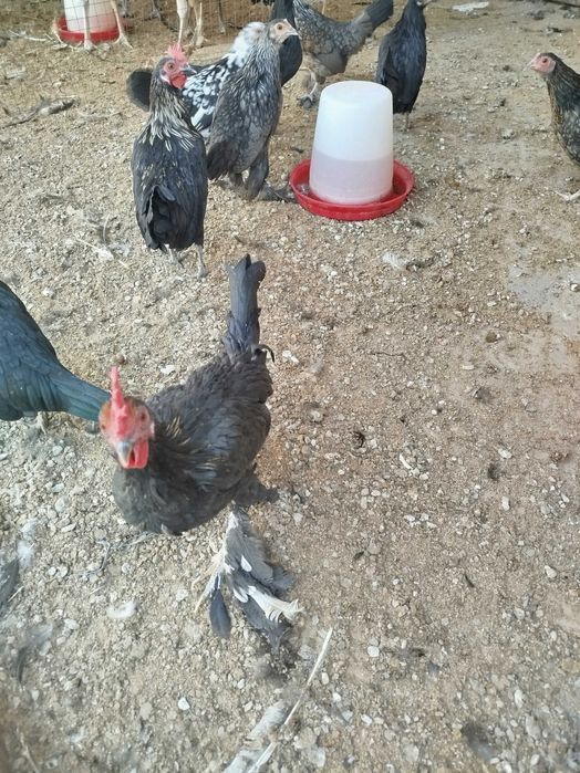 Продаются японские куры.