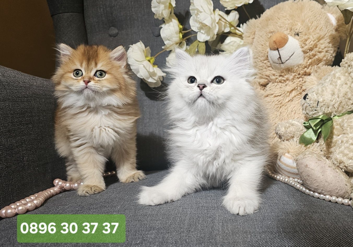 Британски дългокосмести котенца