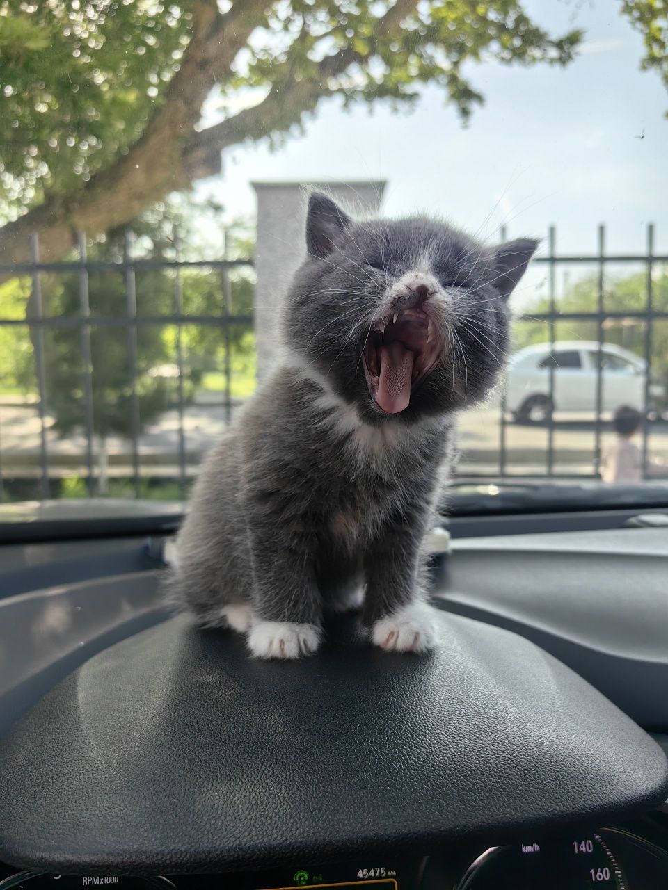 Котята Скотиш Страйт