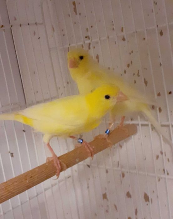 Canari Malinois-Waterslager