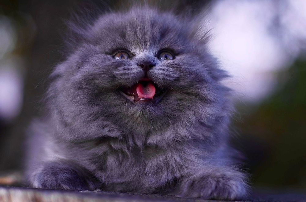 Scottish fold  de calitate.