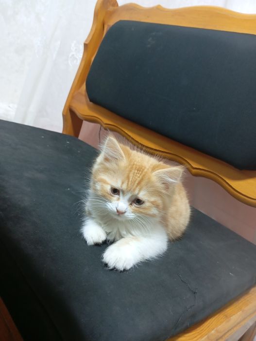 Кошка смешной породы