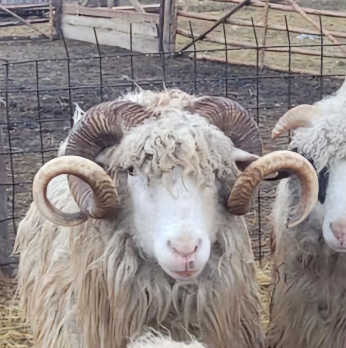 Vând 2 berbeci băli de Alba