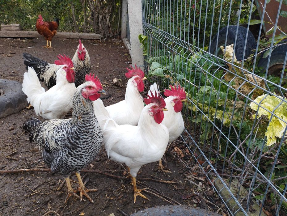 Cocoși de Gât Golaș de Transilvania si Leghorn