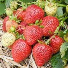 STOLONI DE CAPSUNI uniferi+folie de mulcire+banda de picurare+robineti