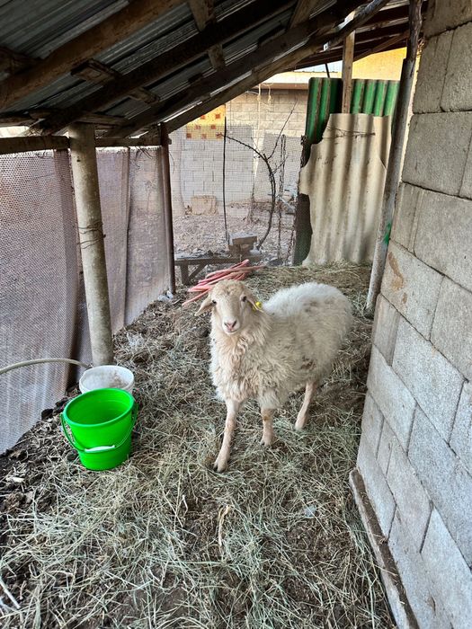 Продам барашка не дорого