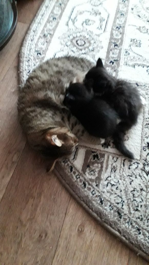 Отдам котят ответсв,людям, мальик и девчка